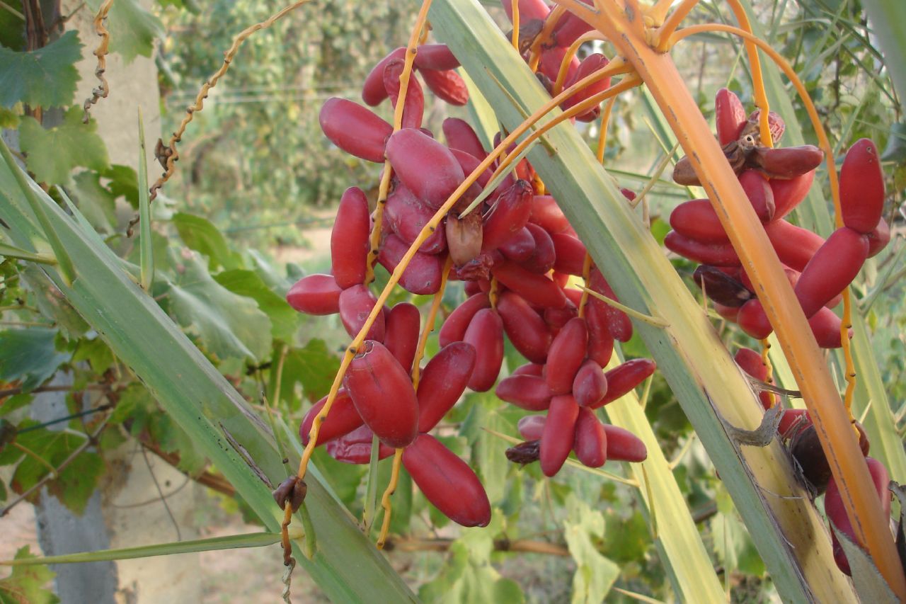 a red fruit on a plant is growing outside