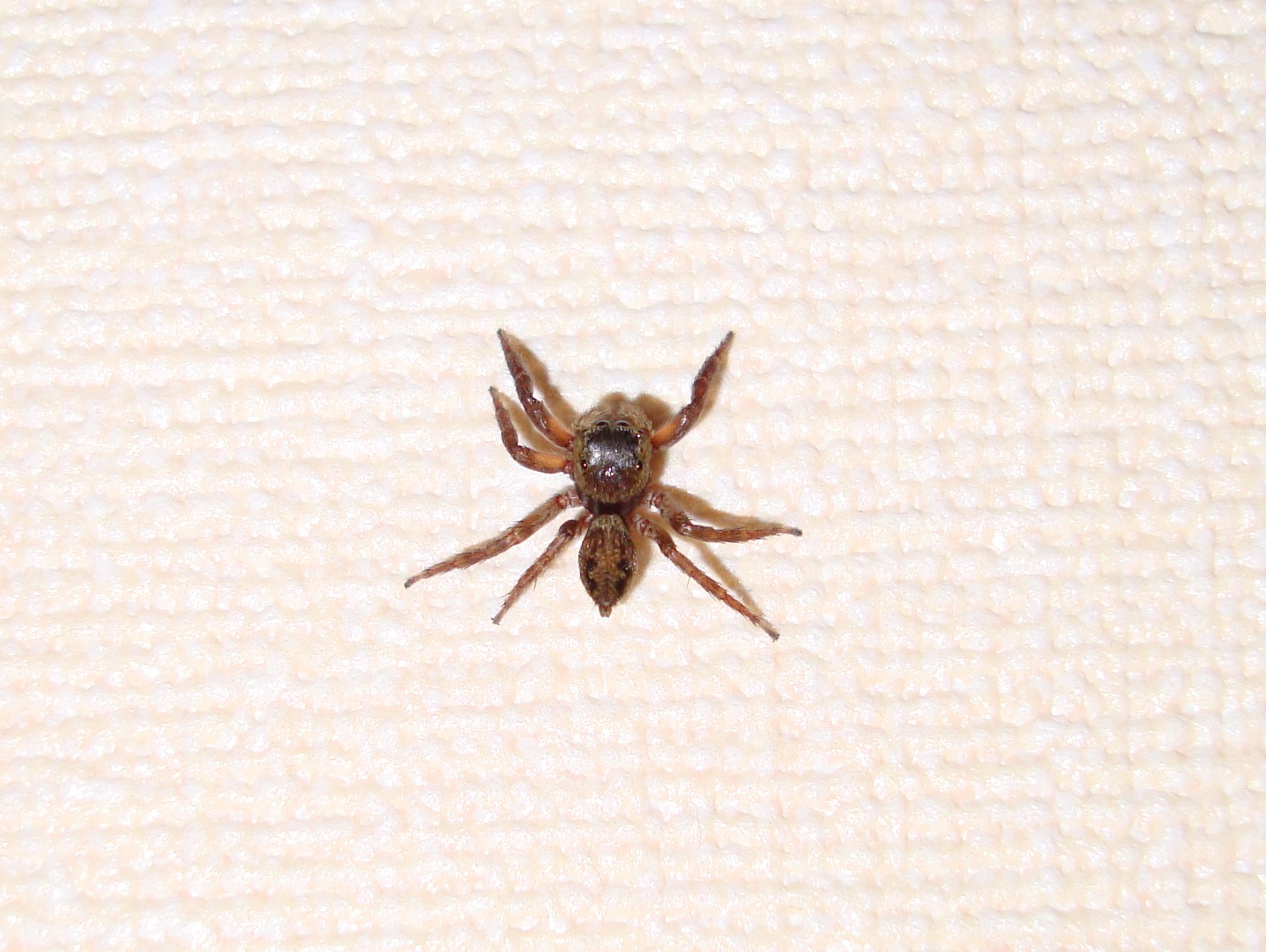 the tiny brown spider is on a cloth
