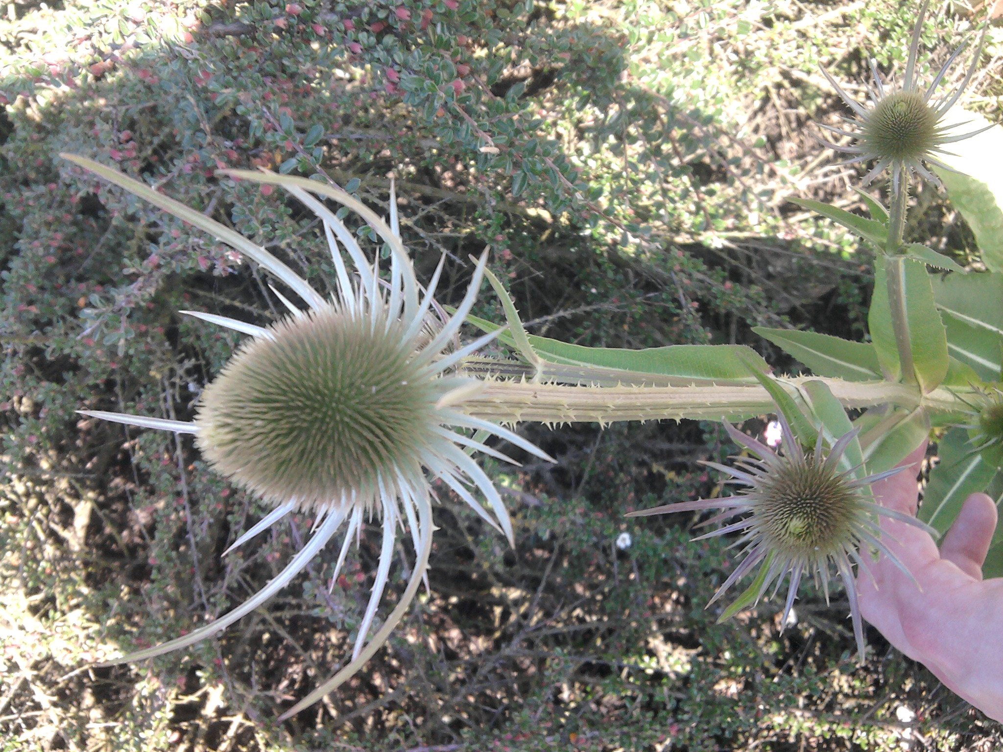 a hand reaching for some kind of flower