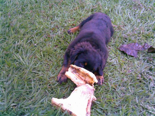 a brown and black dog chewing on a bone in the grass