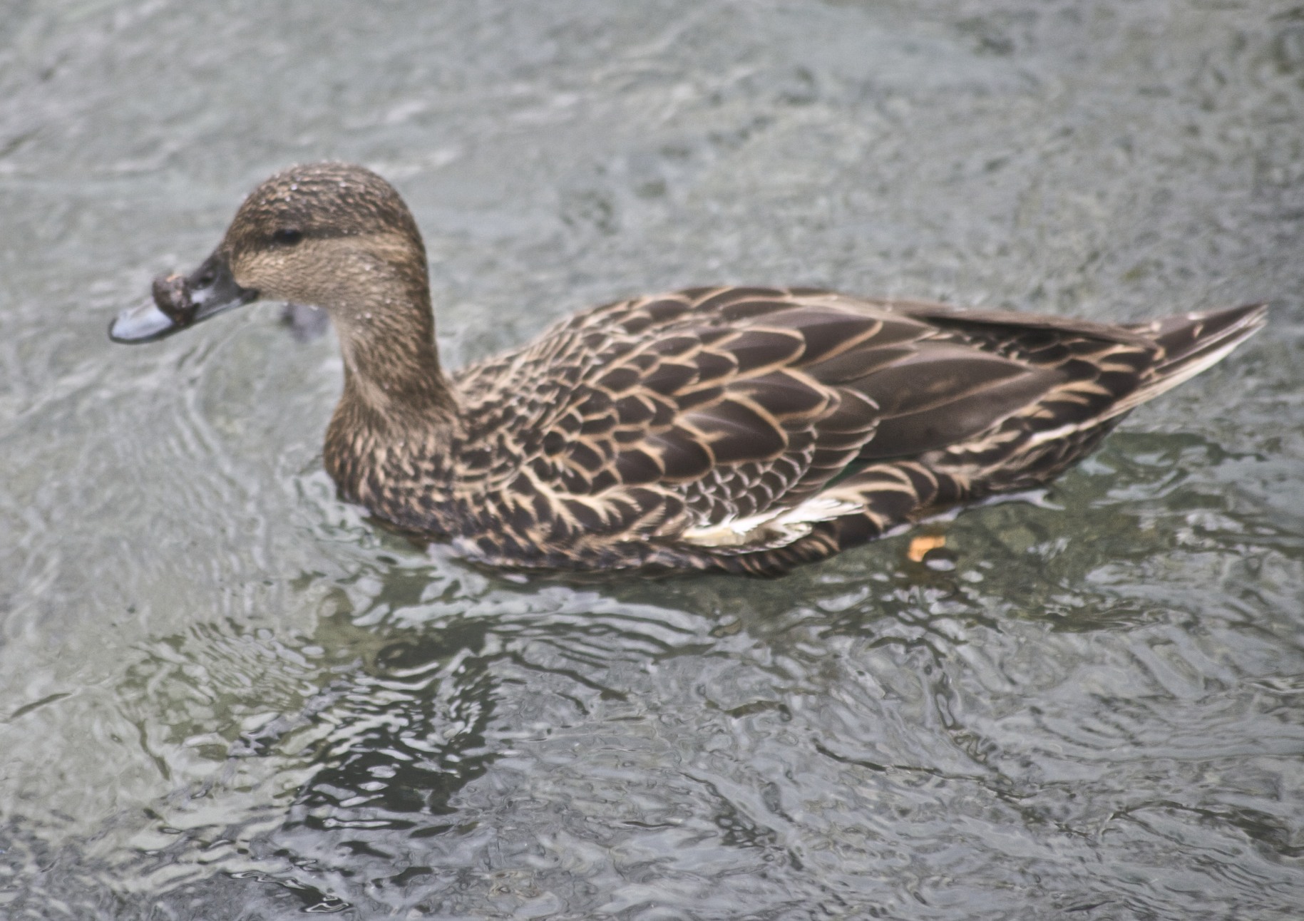 a brown duck floating across a body of water