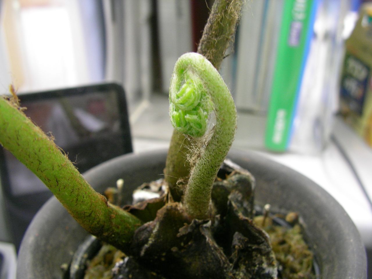 a young sprout in a pot by a book shelf