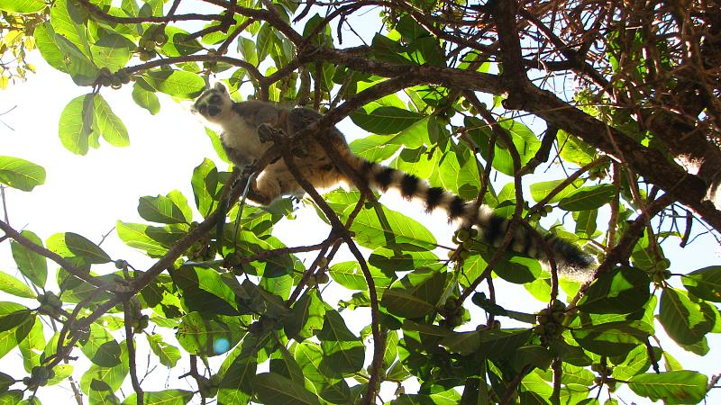 a cat is sitting in the top of a tree looking at soing