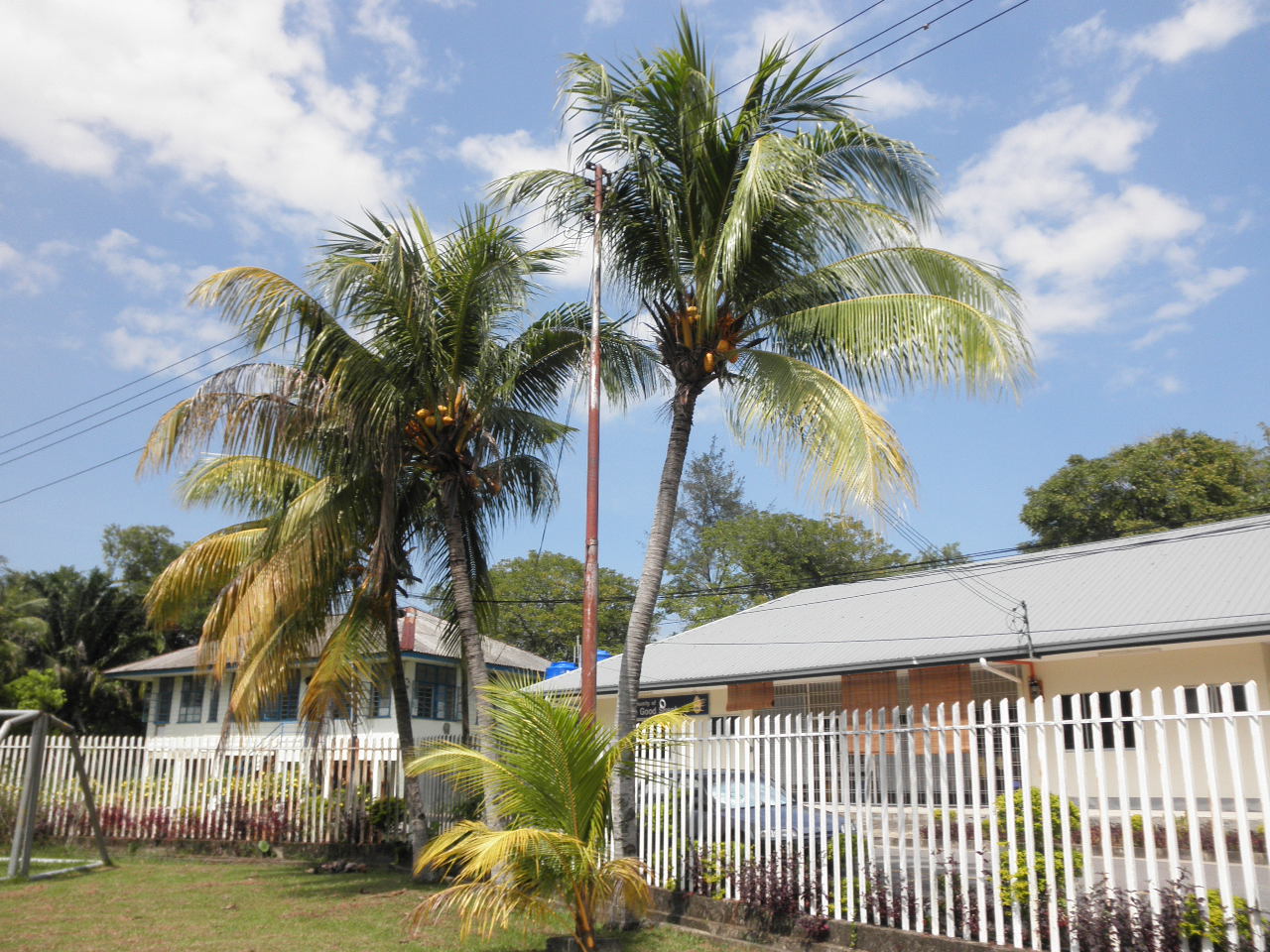 a palm tree stands in front of a home