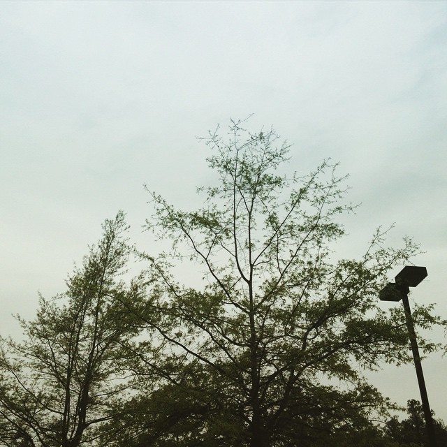 the sky looks overcast, while the silhouette of a street light and tree stand in front