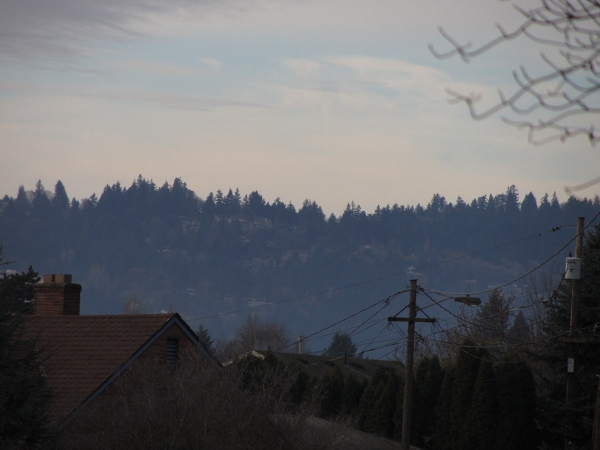 trees and a mountain in the distance