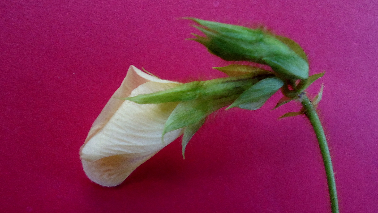 a flower on a pink table is almost empty