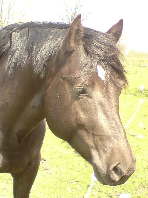a close up of a horse in a grassy field