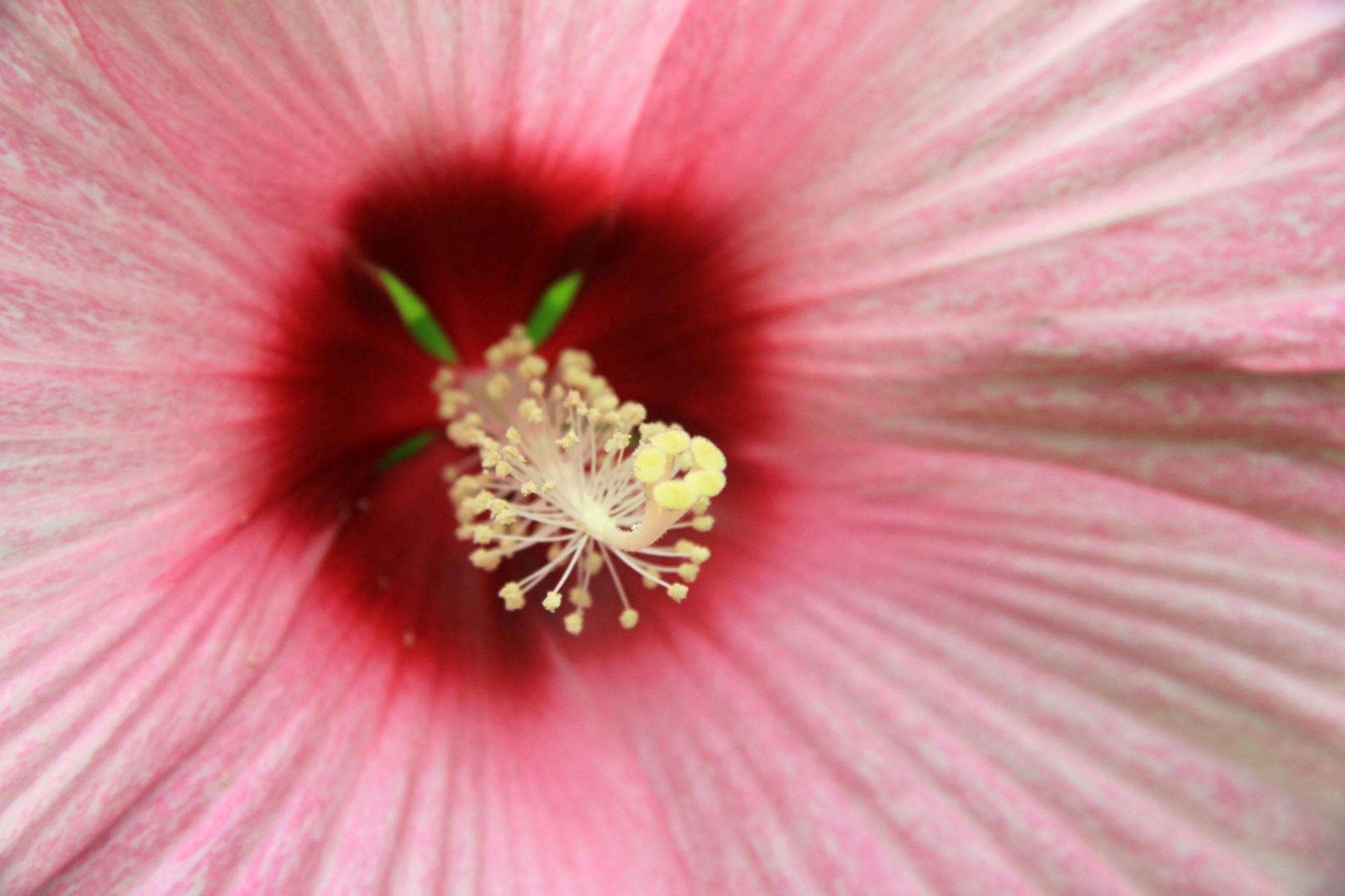 close up view of a pink flower with center flower