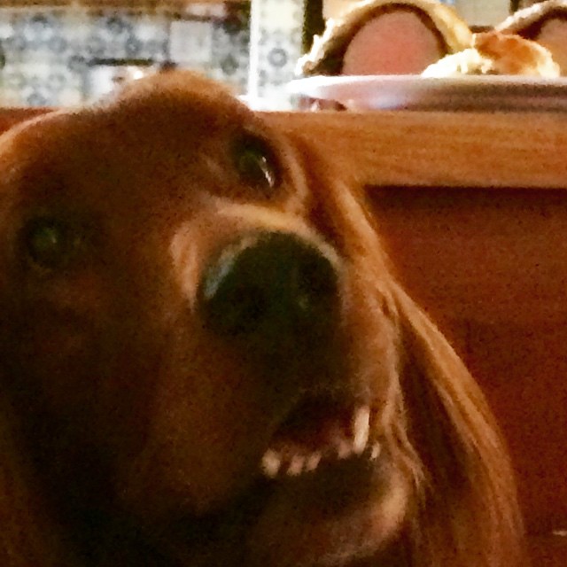a brown dog with an open mouth at the table