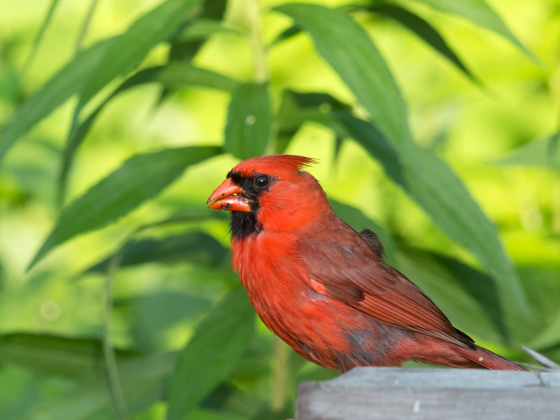 a cardinal is sitting on the back of a wooden bench