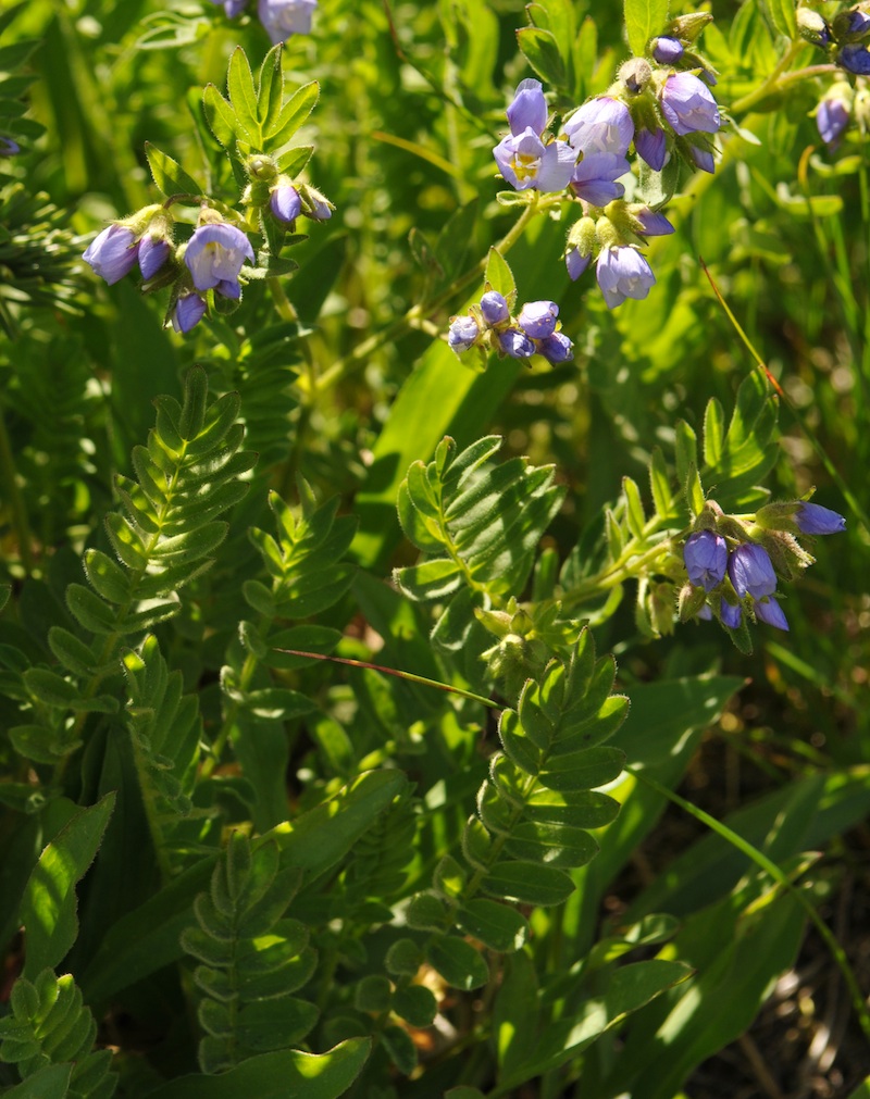 some purple and green plants are in the sunlight