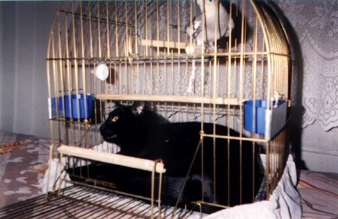 a black cat sits in the cage in front of a white cat