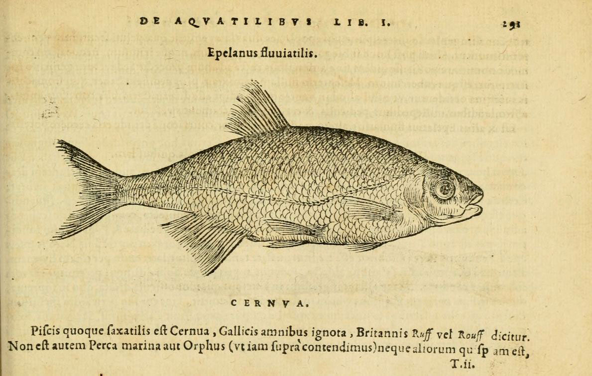 an antique engraving shows a fish with small beaks
