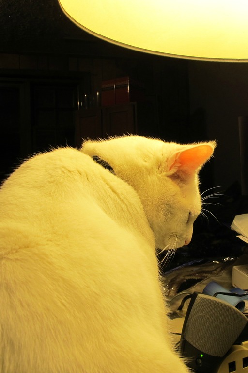 a large white cat sitting on top of a table