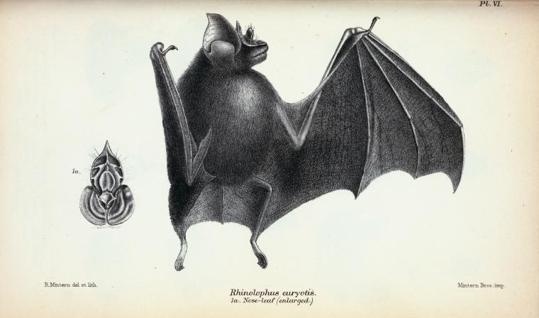 a drawing of an bat and its egg on a table