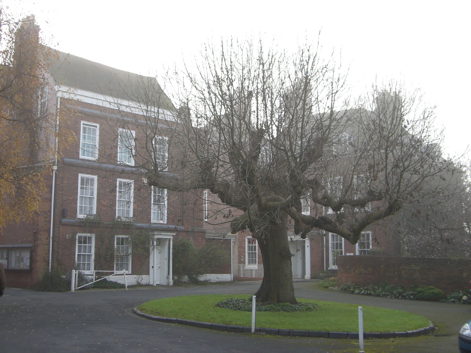 a tree sitting on the corner of a street