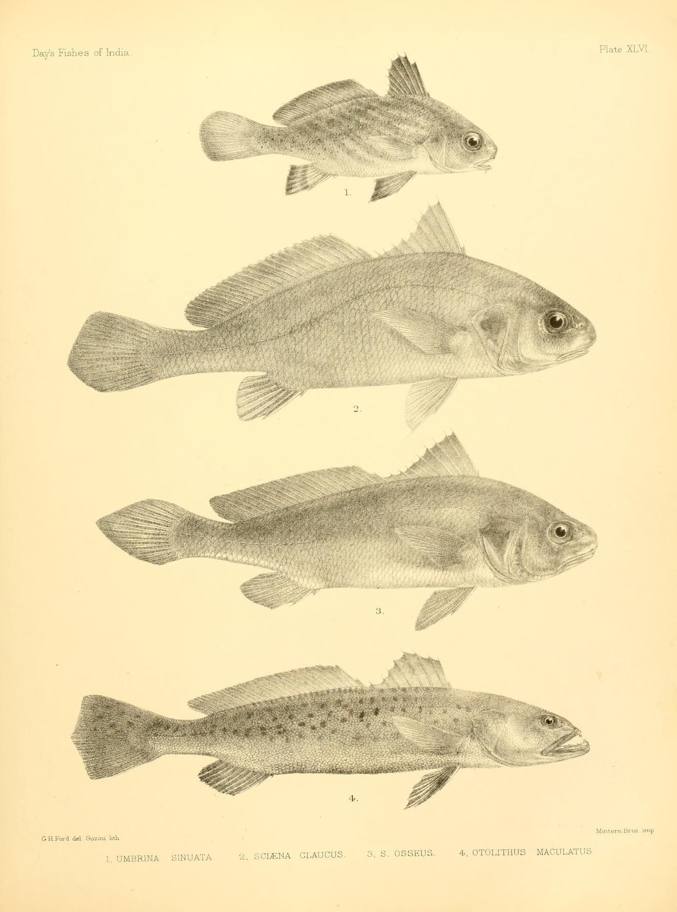 a drawing shows different fish from each side of the body