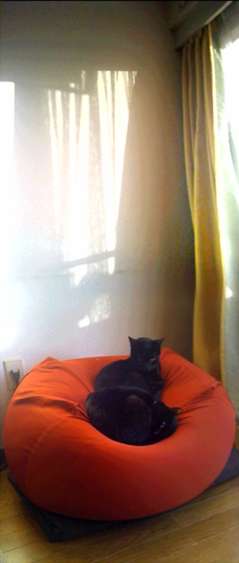 a black cat sitting on top of a round pet bed