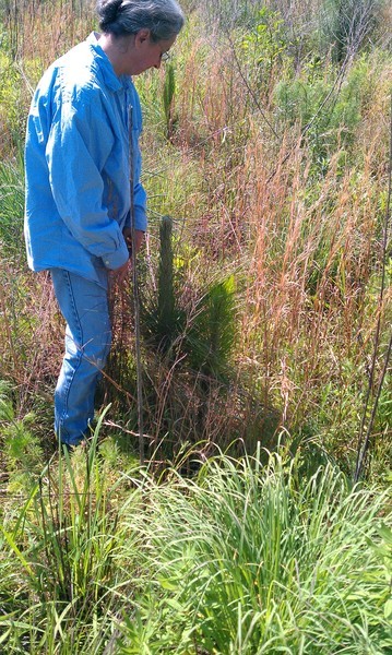 a man with a blue jacket looking at weeds