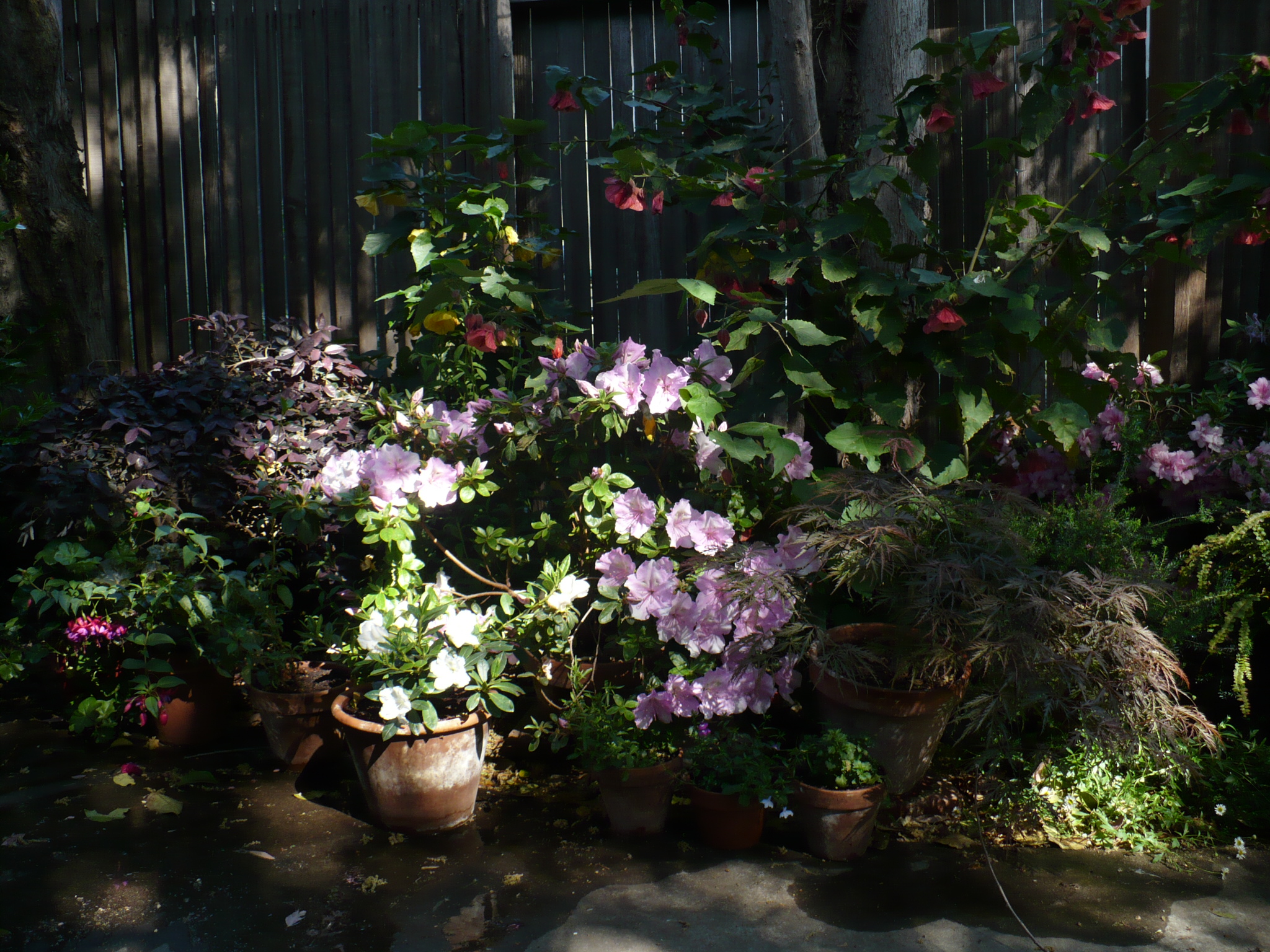 various plants and flowers in pots near a fence