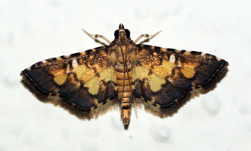 a close up of a brown and yellow moths