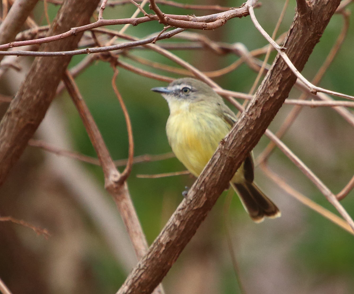 a small bird is sitting on a nch