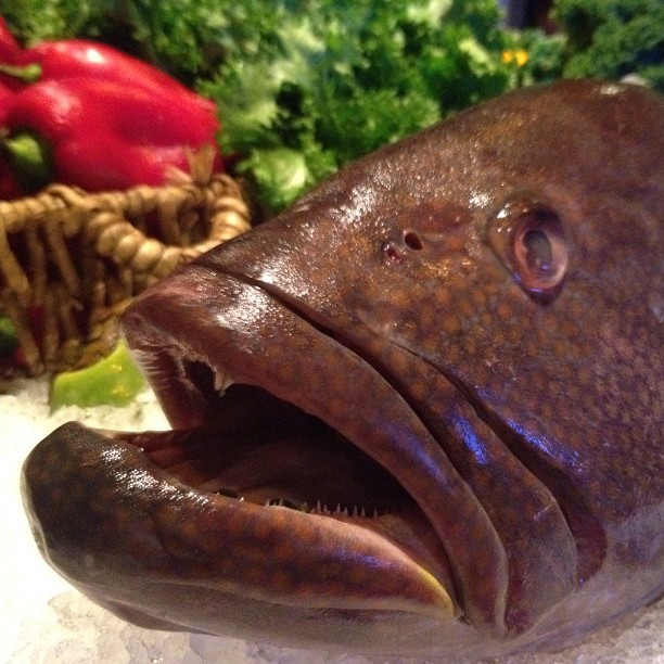 the fish's mouth has some sort of food inside it