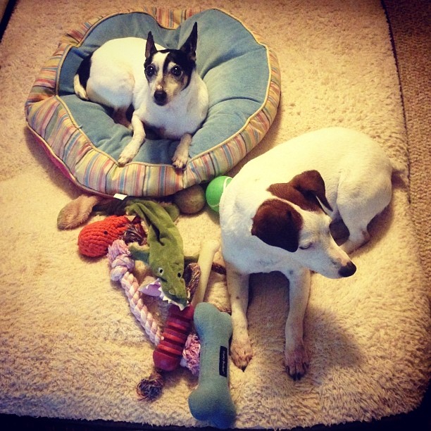 two dogs lay on the floor and sleep with their toys
