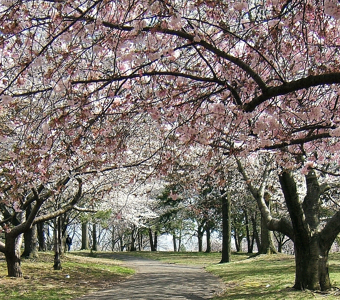 a road in the middle of trees with pink flowers