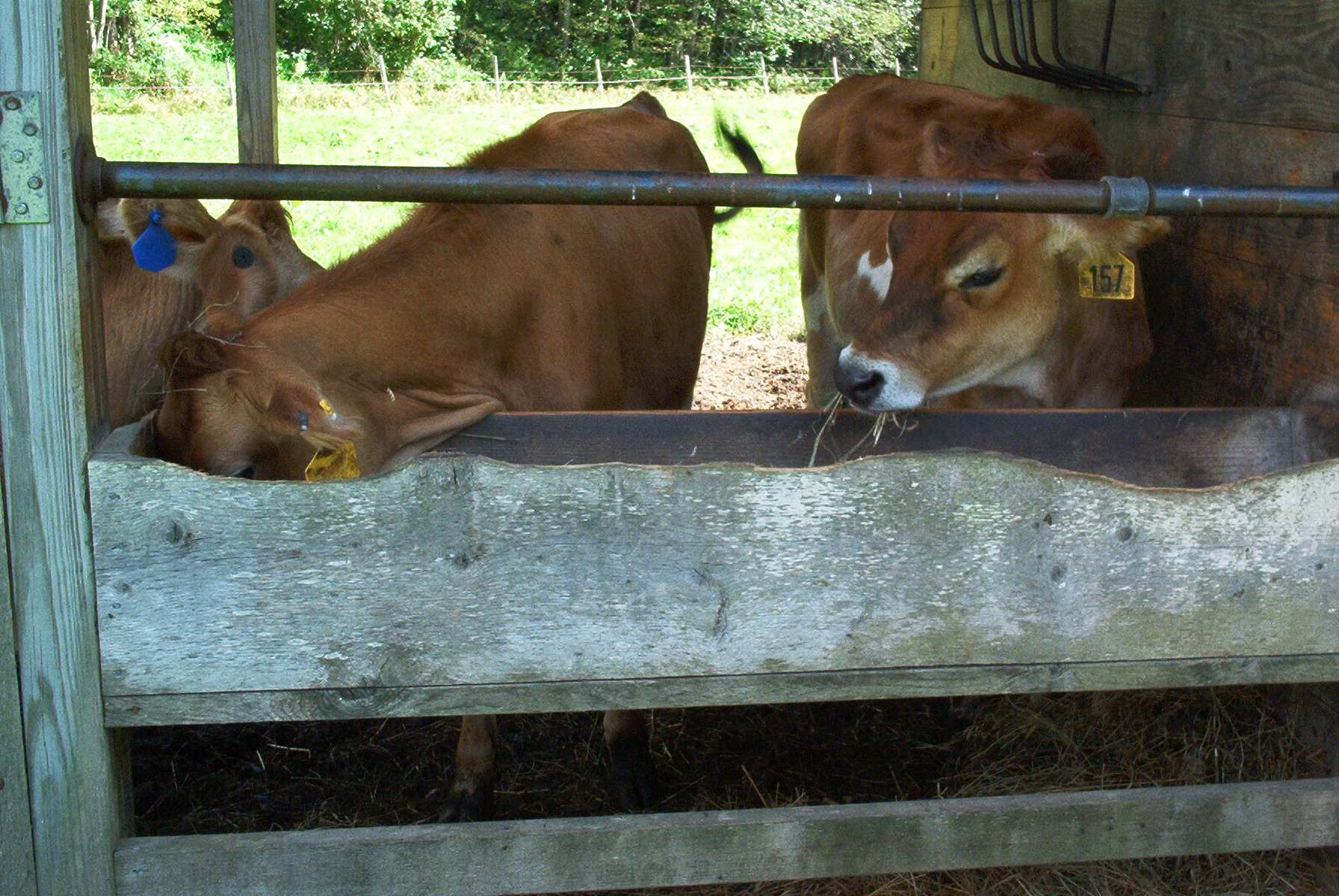 two young cows stand near the fence eating