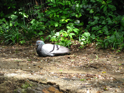 a bird laying on a sidewalk near plants