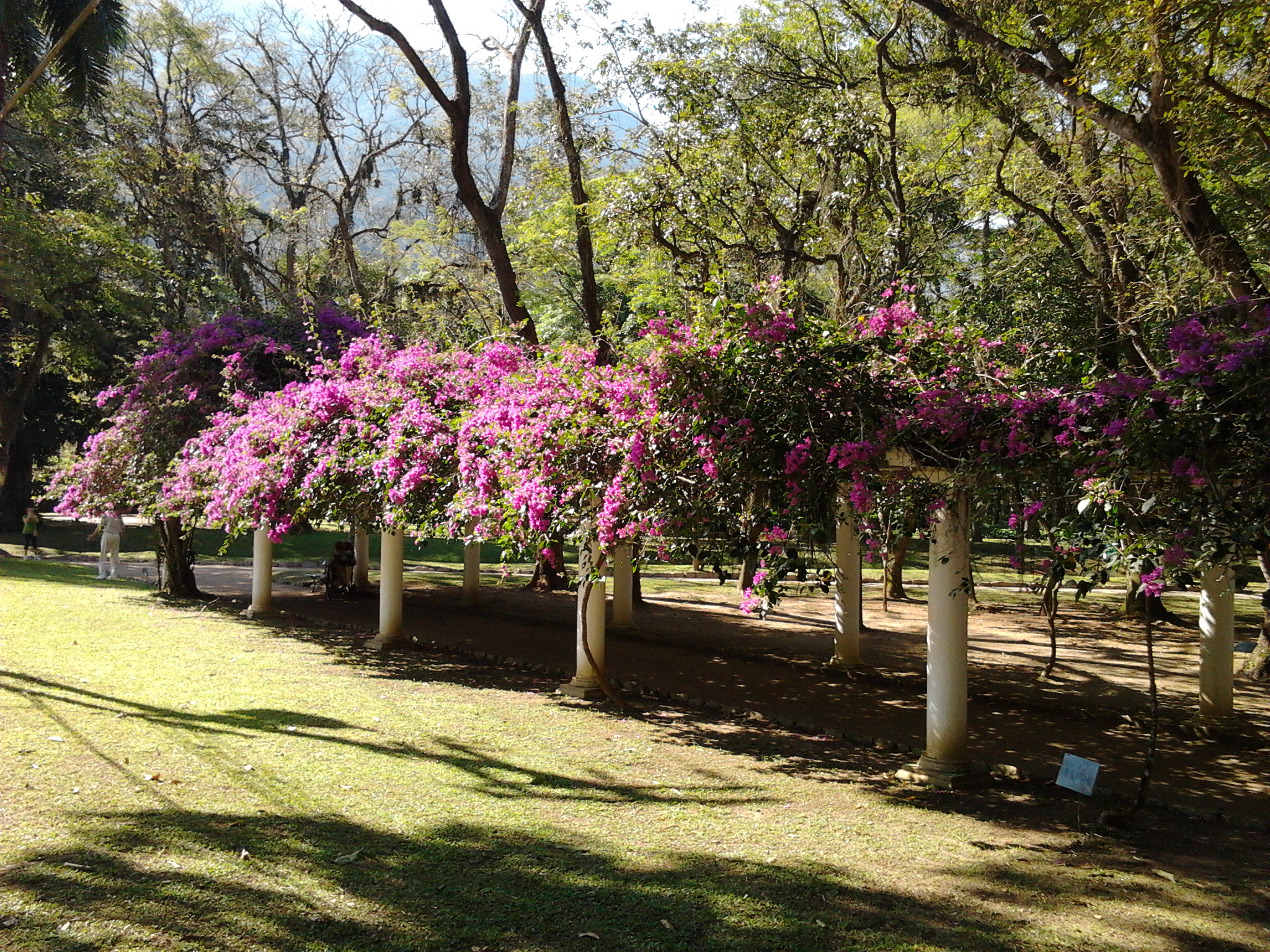 several flowers on trees in a park
