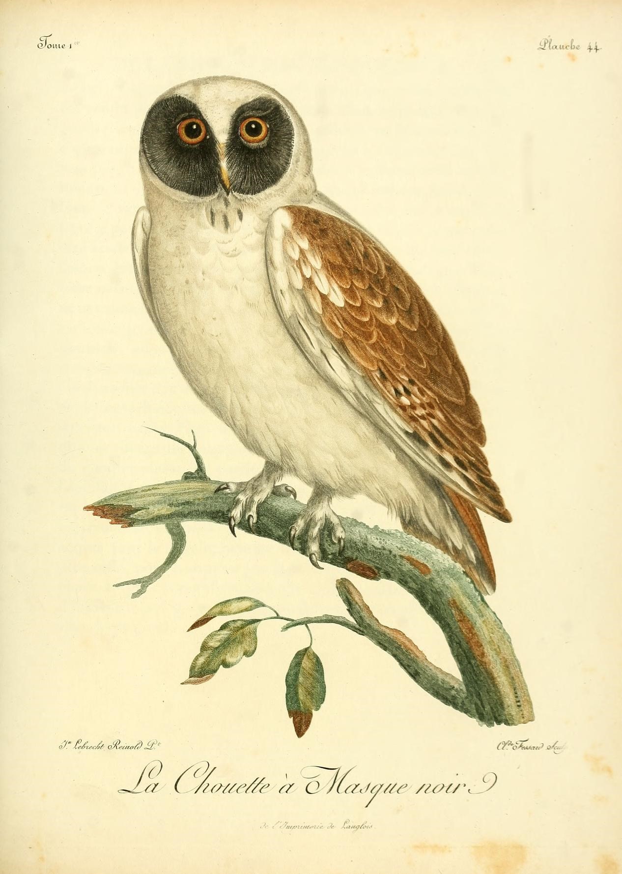 a drawing of an owl with a brown and white head on a nch