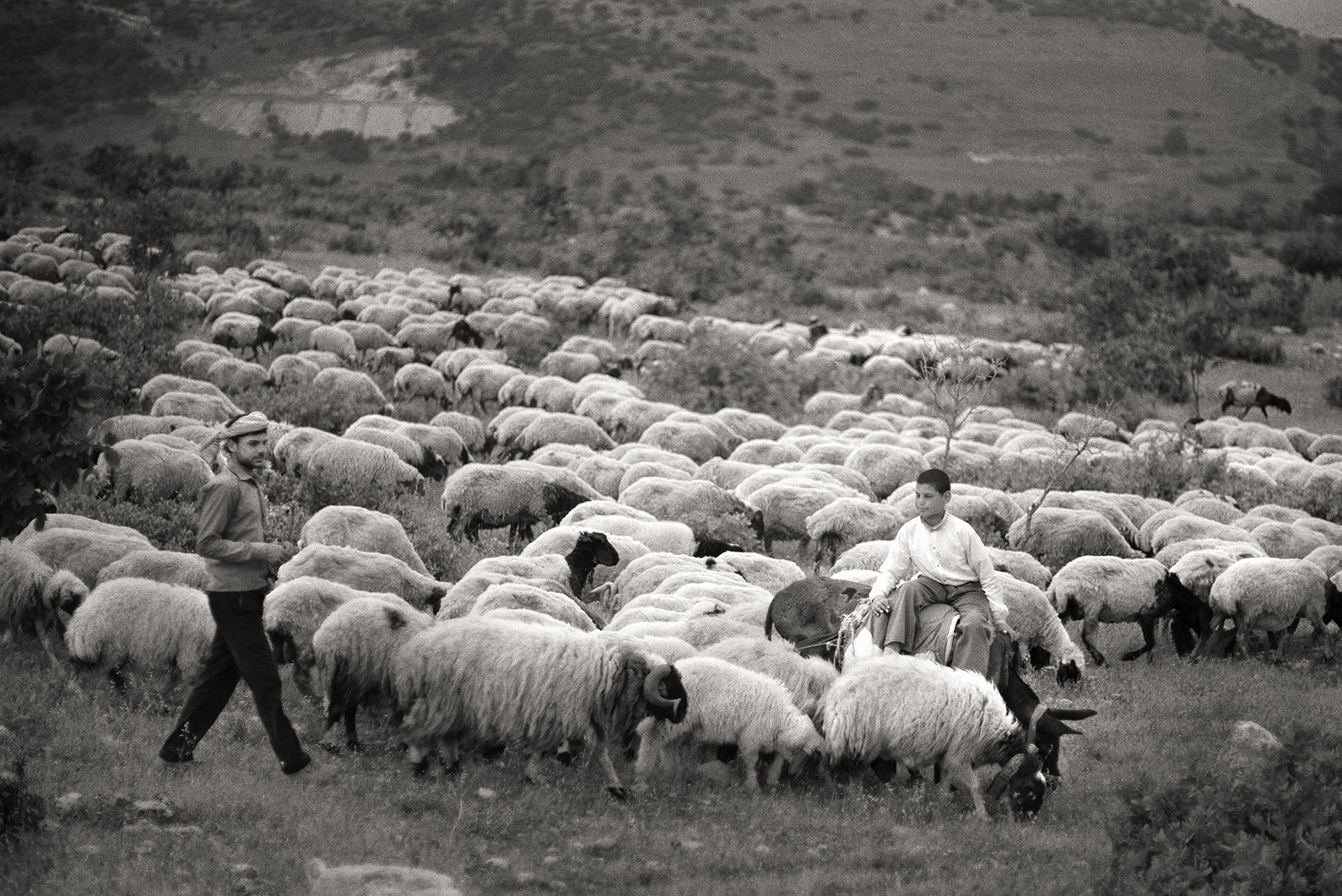 a person herding a group of sheep across the countryside