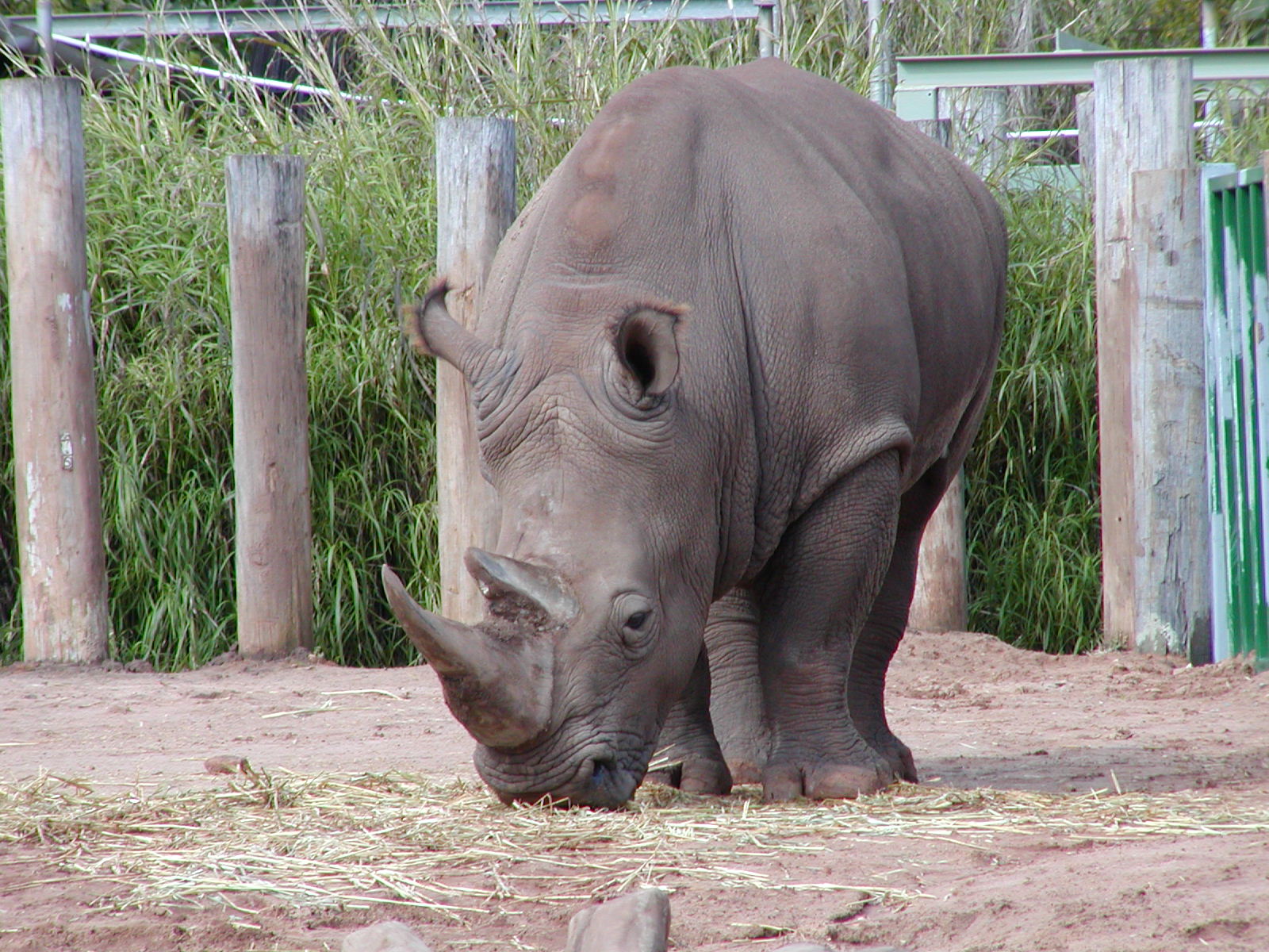 an adult rhino eating hay in the dirt