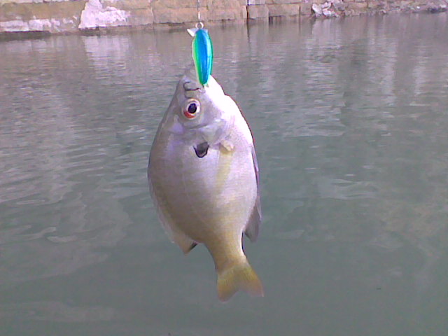 a fish that is hanging from a rope