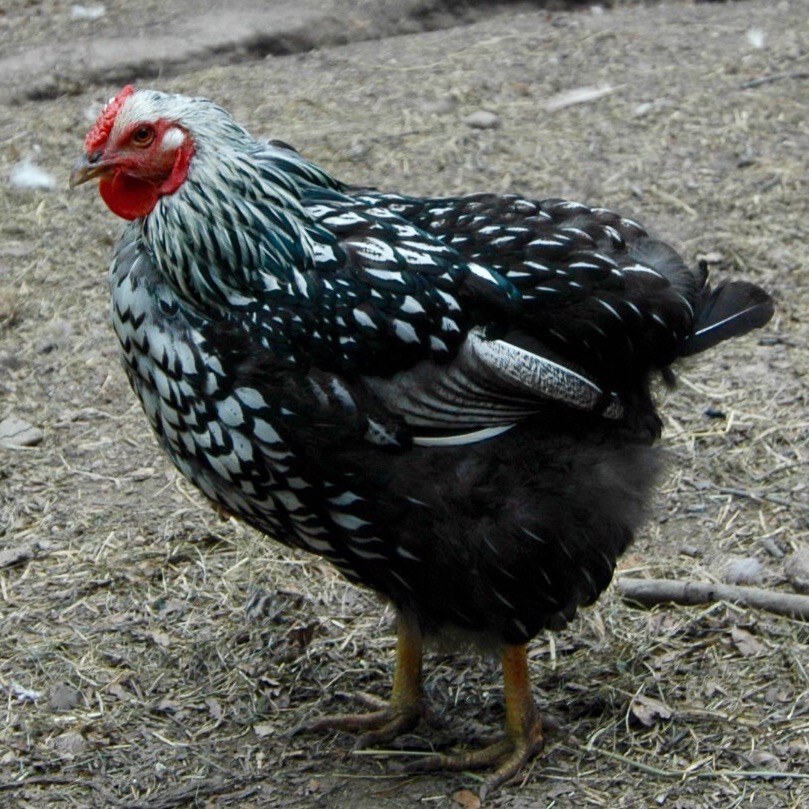 a chicken standing on top of a patch of dirt
