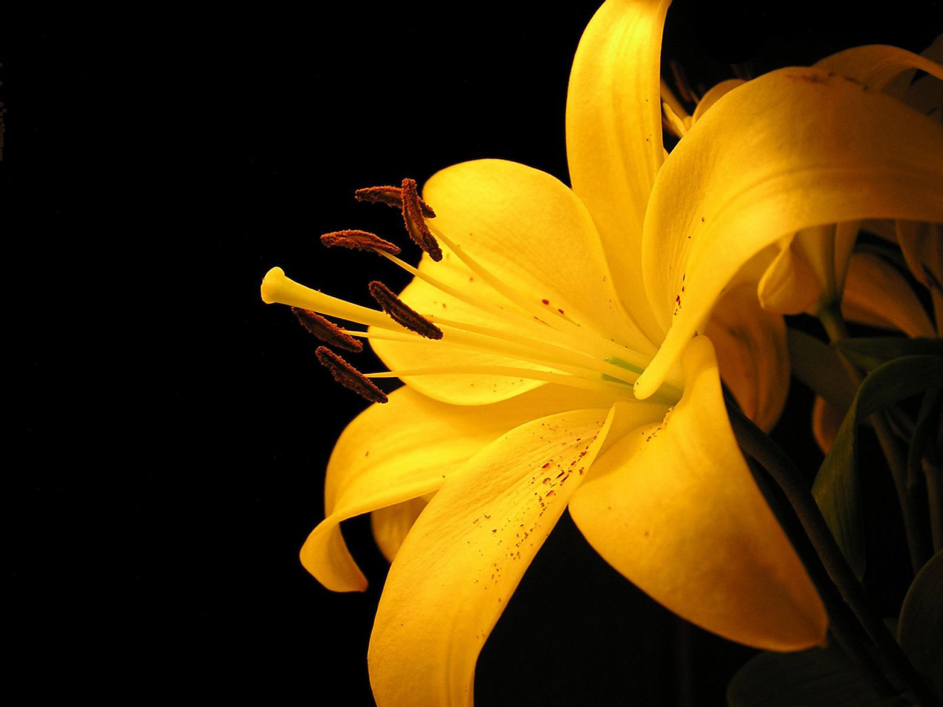 the bright yellow flowers are blooming in the dark