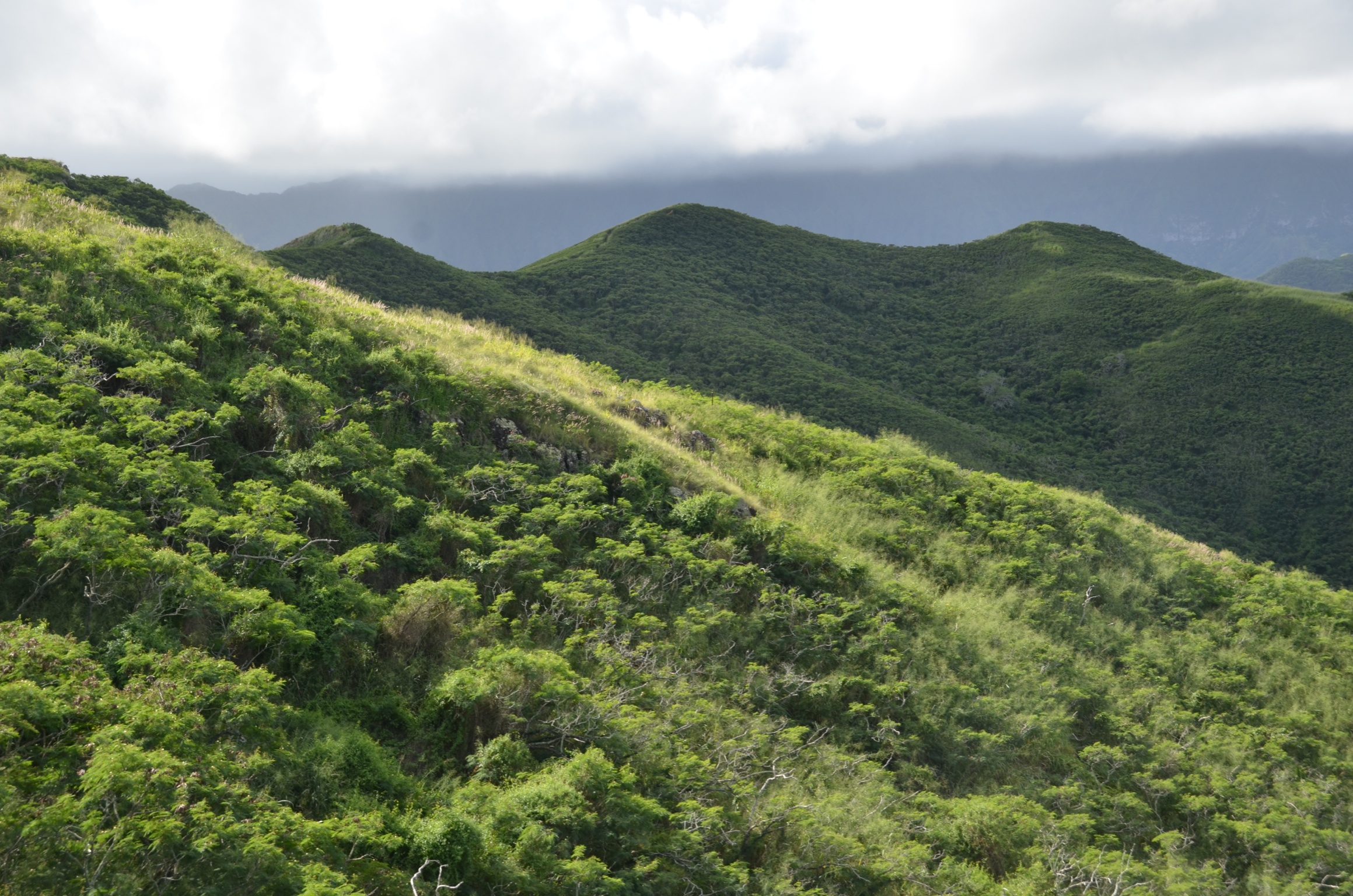 a couple of trees that are on a hill