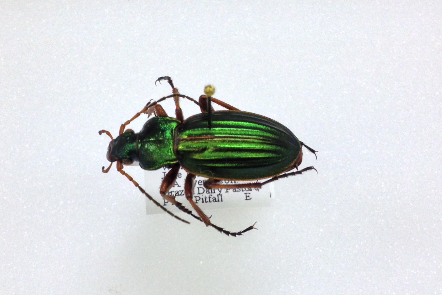 a green and brown insect with black stripes on its back legs