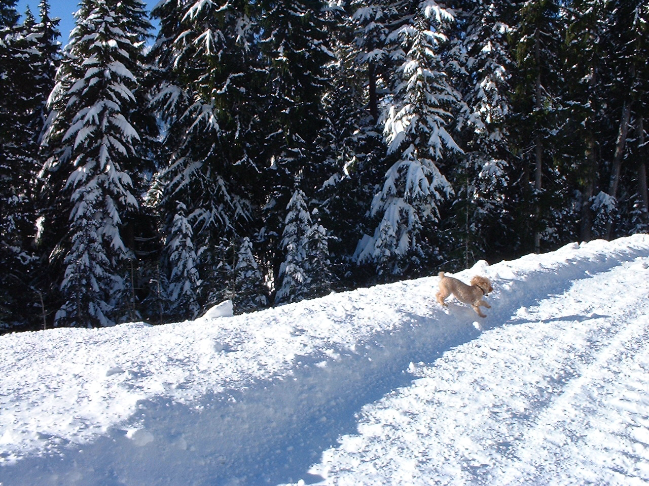 a brown dog standing on top of a snow covered field