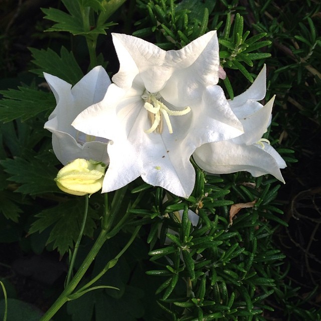 there is one flower on the other plant