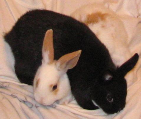 two black rabbits sitting in their bed, with one laying down