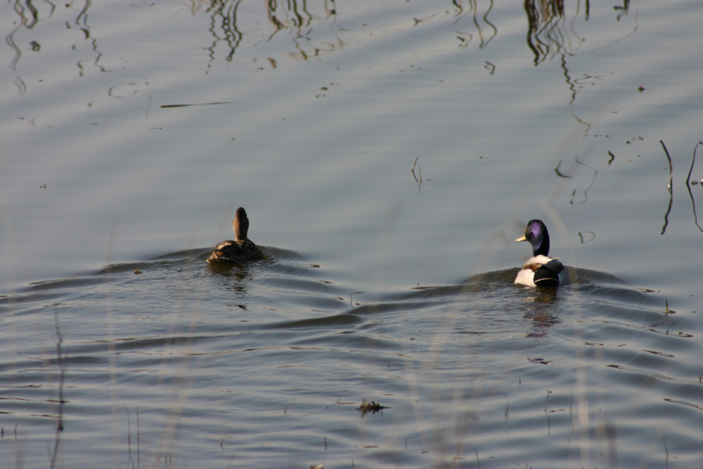 two ducks floating on the water one with its head in the air
