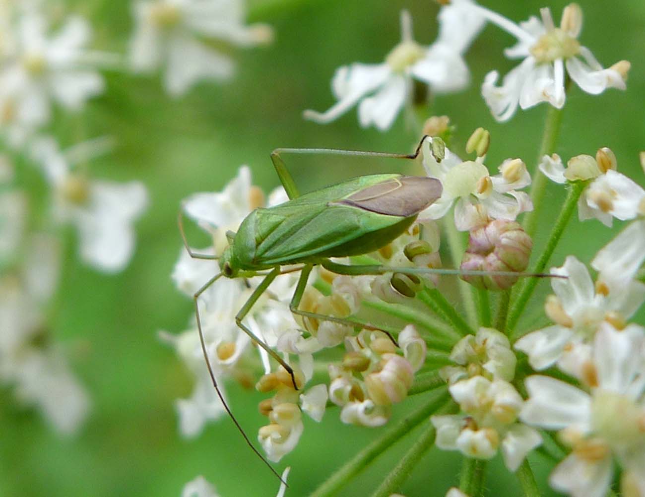 a close up of a grasshopper on some flowers