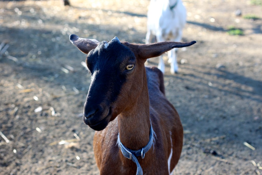 two goats standing on a dusty field near each other