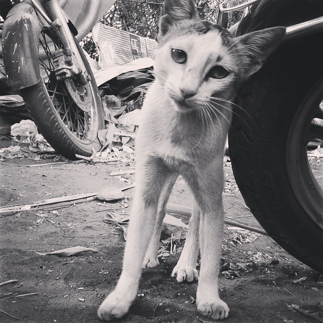 a small cat standing by a tire on the ground