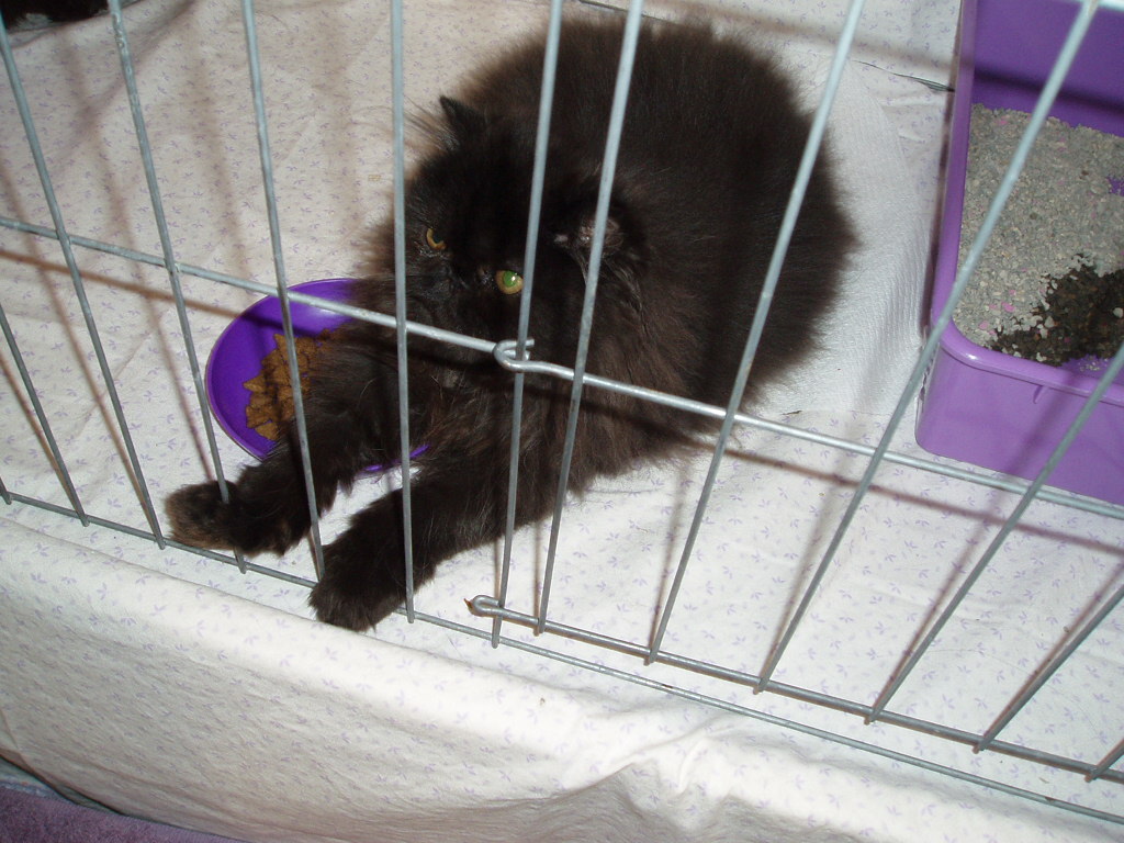 a black cat in a cage that is on a bed