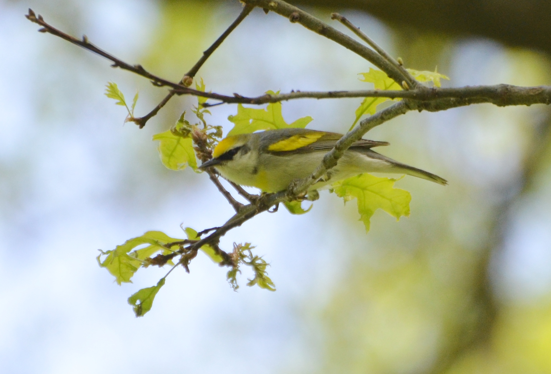 a yellow black and white bird perched on a nch